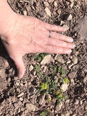 Lomatium scabrum