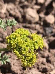 Lomatium scabrum