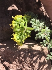 Lomatium scabrum