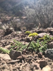 Lomatium scabrum