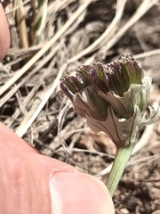 Vesper purpurascens