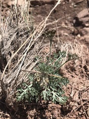 Vesper purpurascens