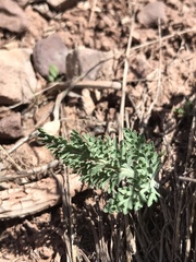 Vesper purpurascens