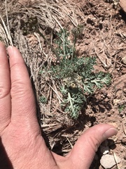 Vesper purpurascens