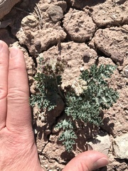 Vesper purpurascens