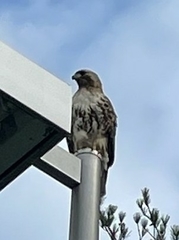 Buteo jamaicensis