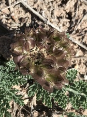 Vesper purpurascens