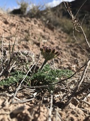 Vesper purpurascens