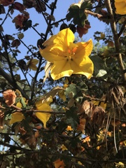 Fremontodendron