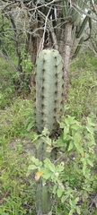 Armatocereus cartwrightianus