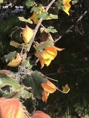 Fremontodendron