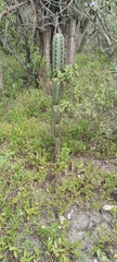 Armatocereus cartwrightianus