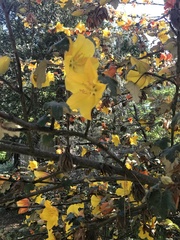 Fremontodendron