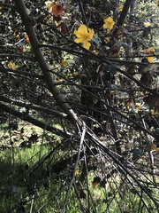 Fremontodendron