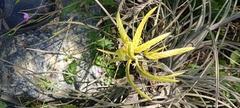 Tillandsia disticha