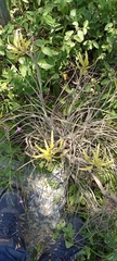 Tillandsia disticha