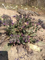 Pulmonaria collina