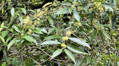 Ilex formosana