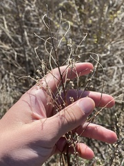Cycloloma atriplicifolium