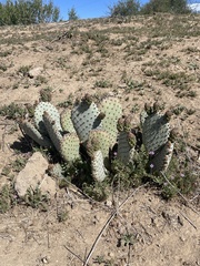Opuntia basilaris