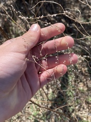 Cycloloma atriplicifolium