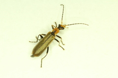 Podabrus cavicollis