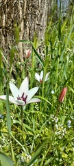 Tulipa clusiana