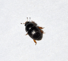 Acanthogethes fuscus