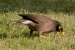 Acridotheres tristis