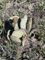 Opuntia basilaris