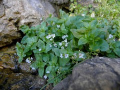 Veronica anagalloides