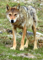Canis lupus filchneri