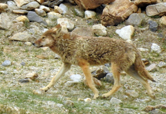 Canis lupus filchneri