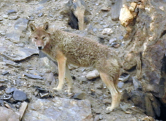 Canis lupus filchneri