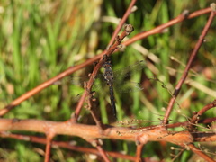 Epitheca petechialis