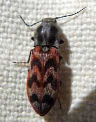 Pseudanostirus tigrinus