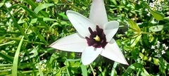 Tulipa clusiana