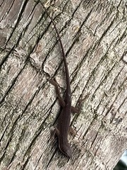 Anolis carolinensis
