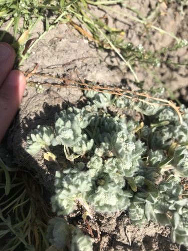 iNaturalist observation photo of low woolly marbles