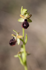 Ophrys sphegodes passionis