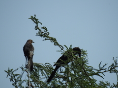 Quiscalus mexicanus