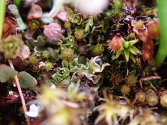 Fossombronia longiseta