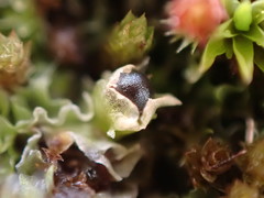 Fossombronia longiseta