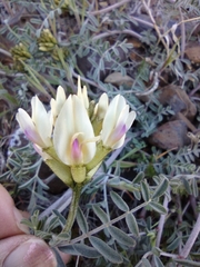 Astragalus speirocarpus