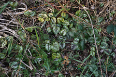 Lamium galeobdolon galeobdolon