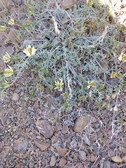 Astragalus speirocarpus
