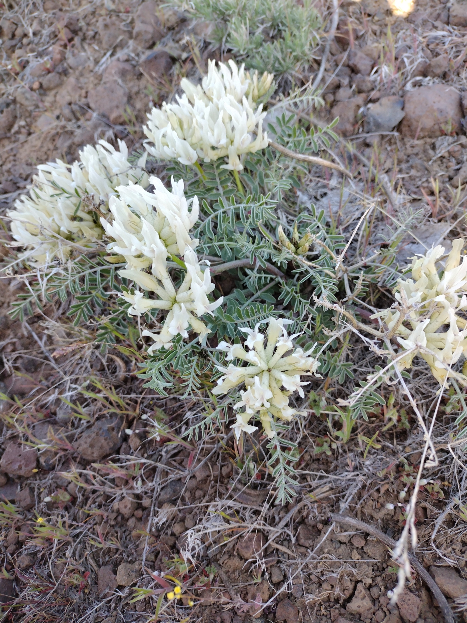 Astragalus columbianus