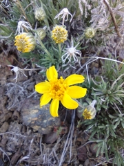 Nestotus stenophyllus