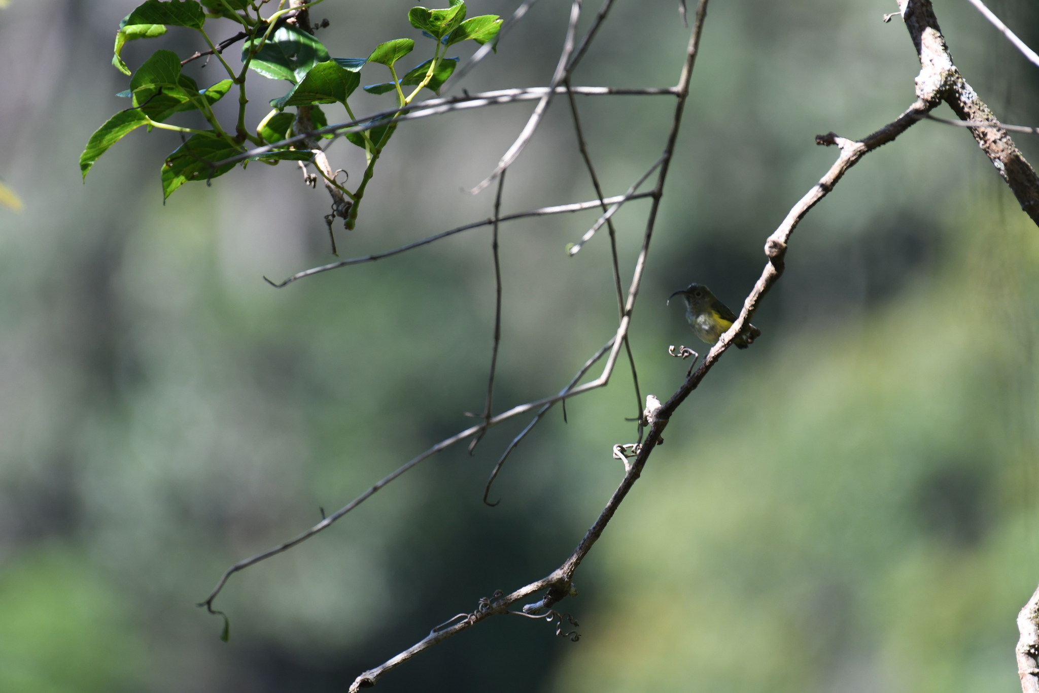Common Sunbird-Asity (Neodrepanis coruscans), photo 5