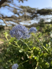 Ceanothus thyrsiflorus griseus
